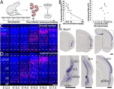 Developmental Patterning and Neurogenetic Gradients of Nurr1 Positive Neurons in the Rat Claustrum and Lateral Cortex